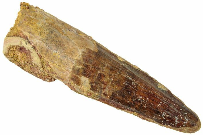 Fossil Spinosaurus Tooth - Real Dinosaur Tooth #312933